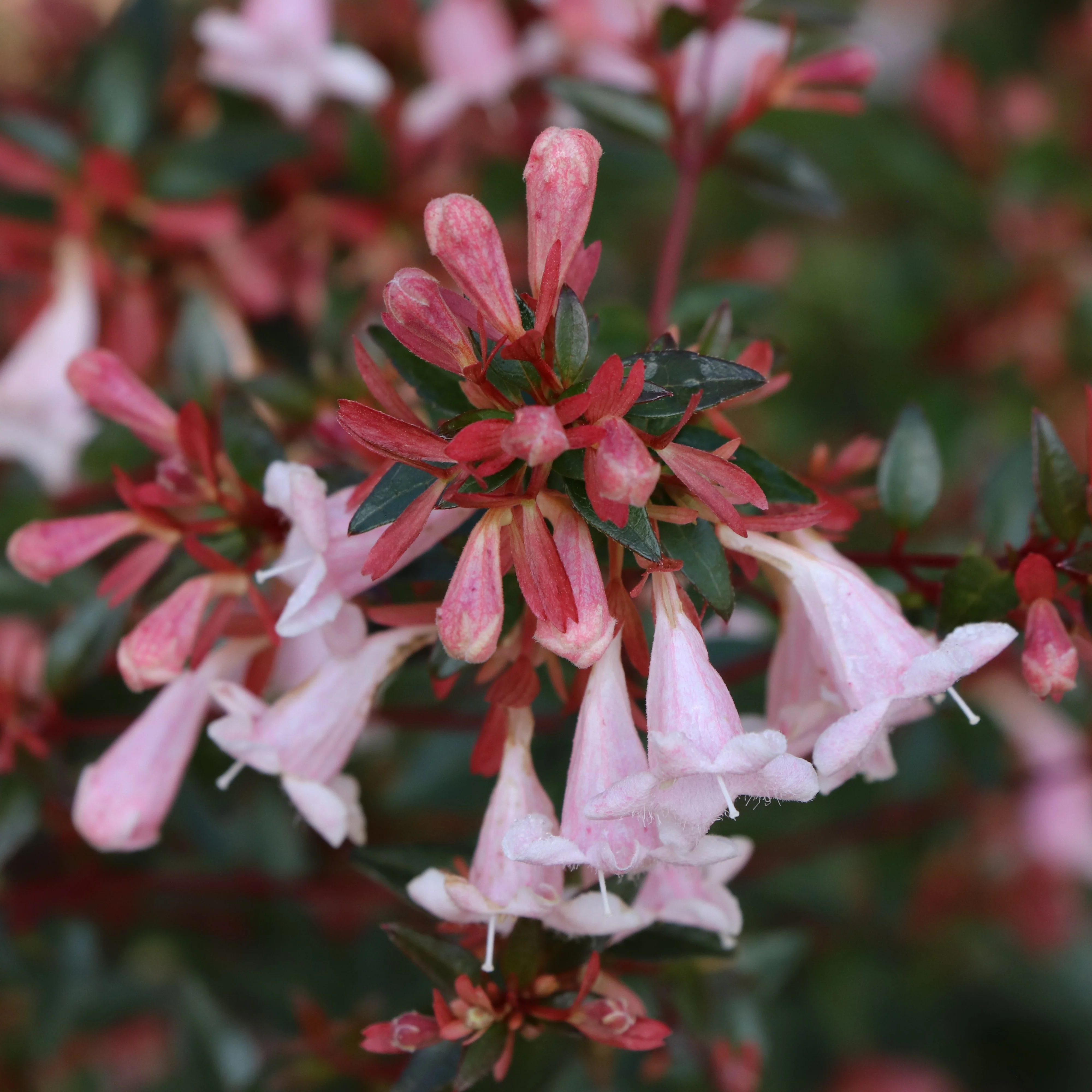 PINK PIÑATA™ Abelia | Proven Winners®