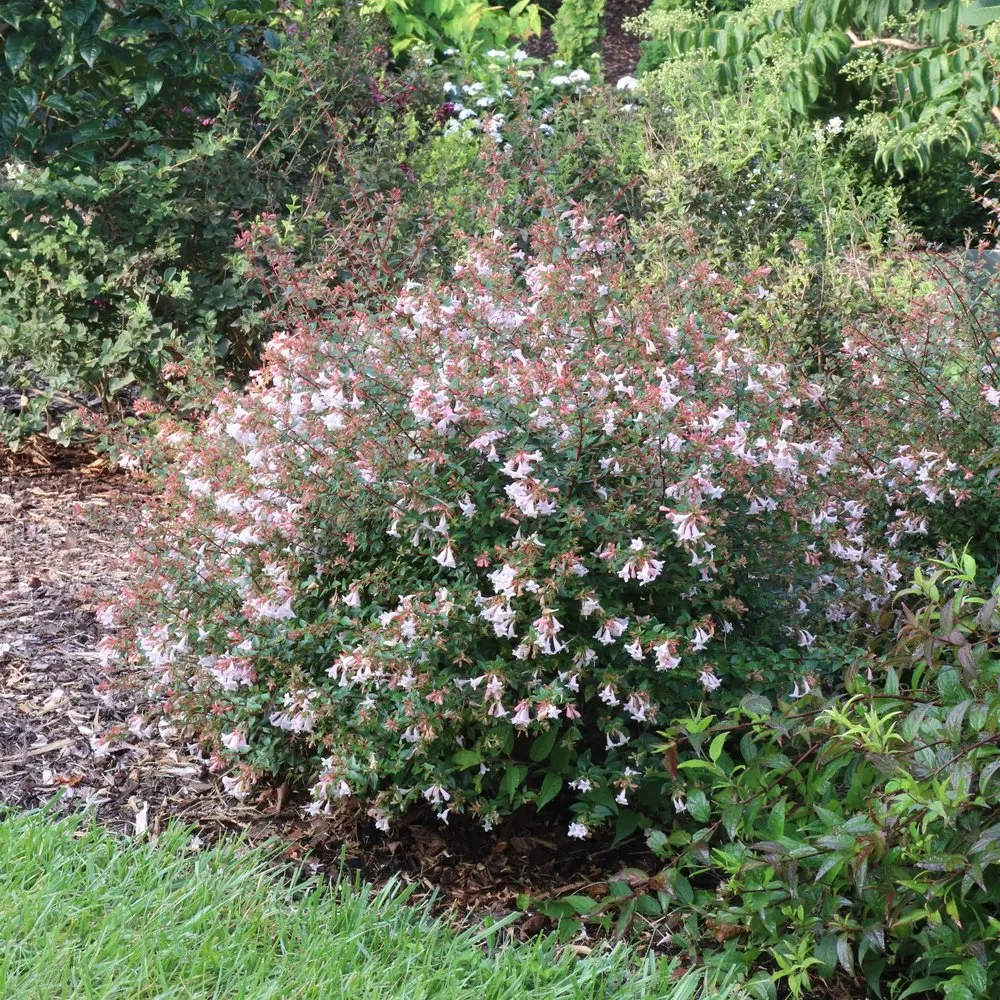 PINK PIÑATA™ Abelia | Proven Winners® - Image 2