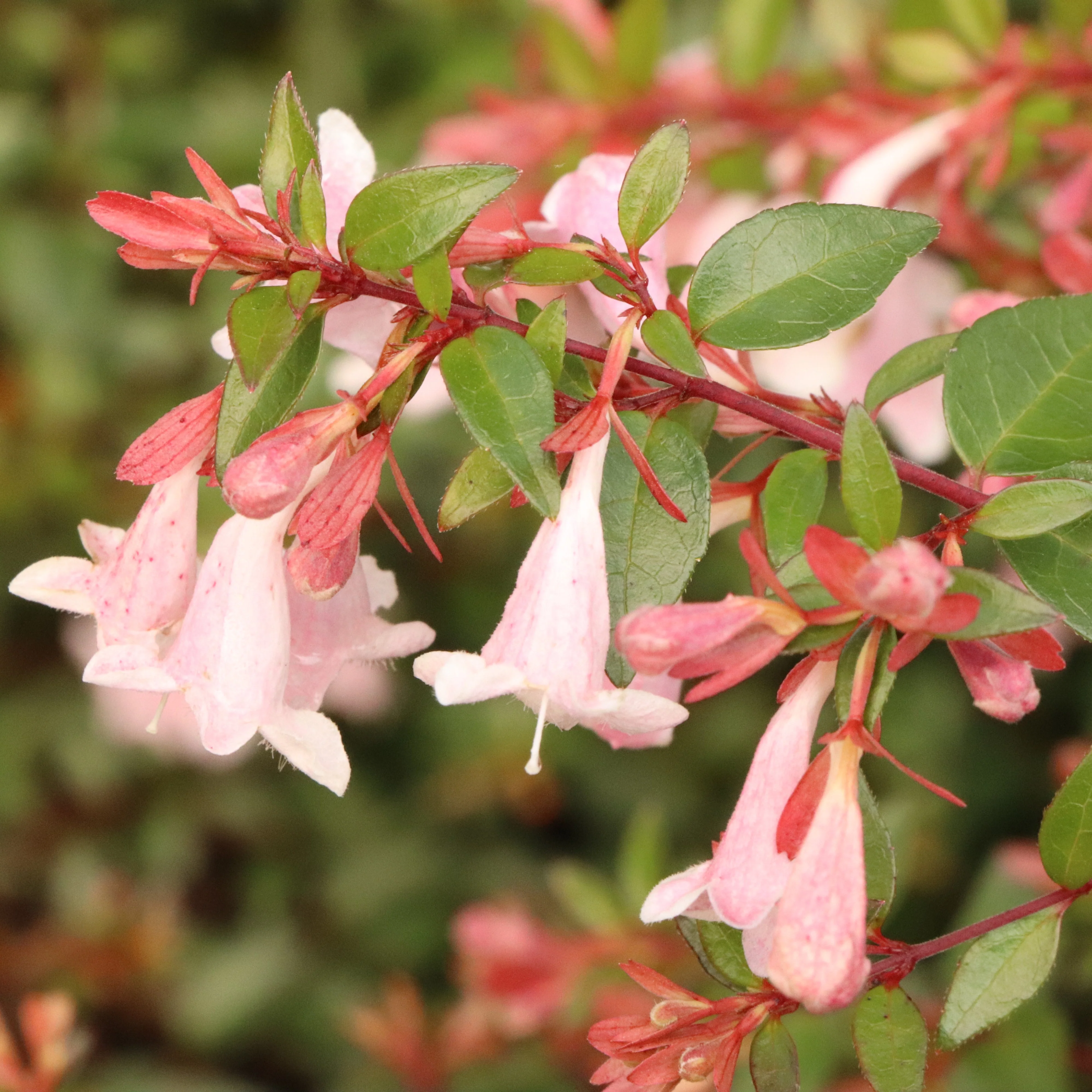 PINK PIÑATA™ Abelia | Proven Winners® - Image 3