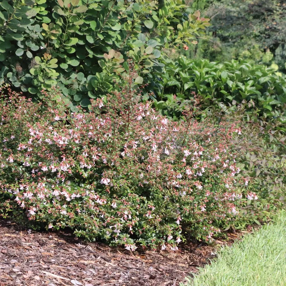 PINK PIÑATA™ Abelia | Proven Winners® - Image 4