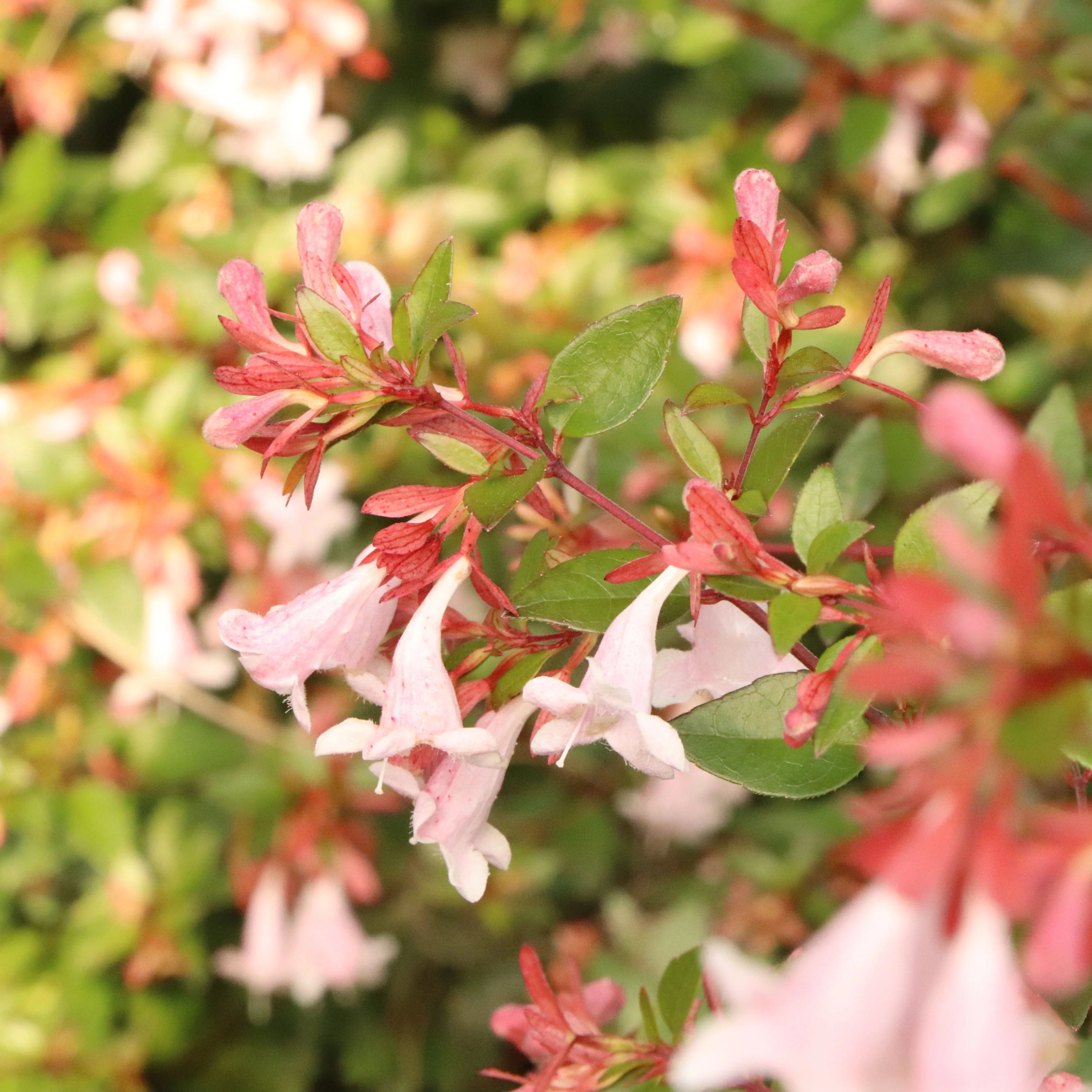 PINK PIÑATA™ Abelia | Proven Winners® - Image 5