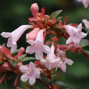 PINK PIÑATA™ Abelia | Proven Winners® - Image 6