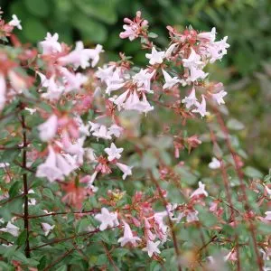 PINK PIÑATA™ Abelia | Proven Winners® - Image 7