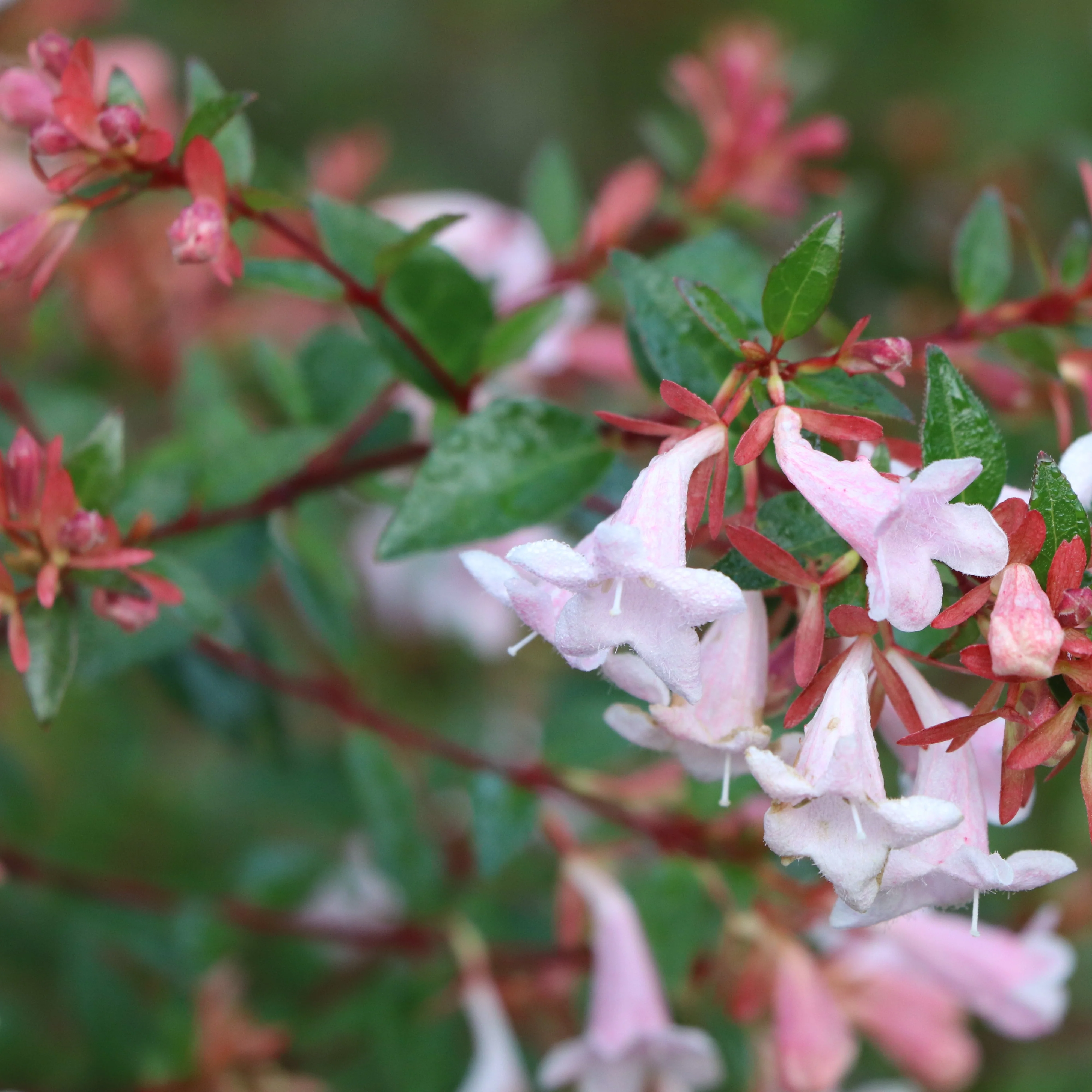 PINK PIÑATA™ Abelia | Proven Winners® - Image 8