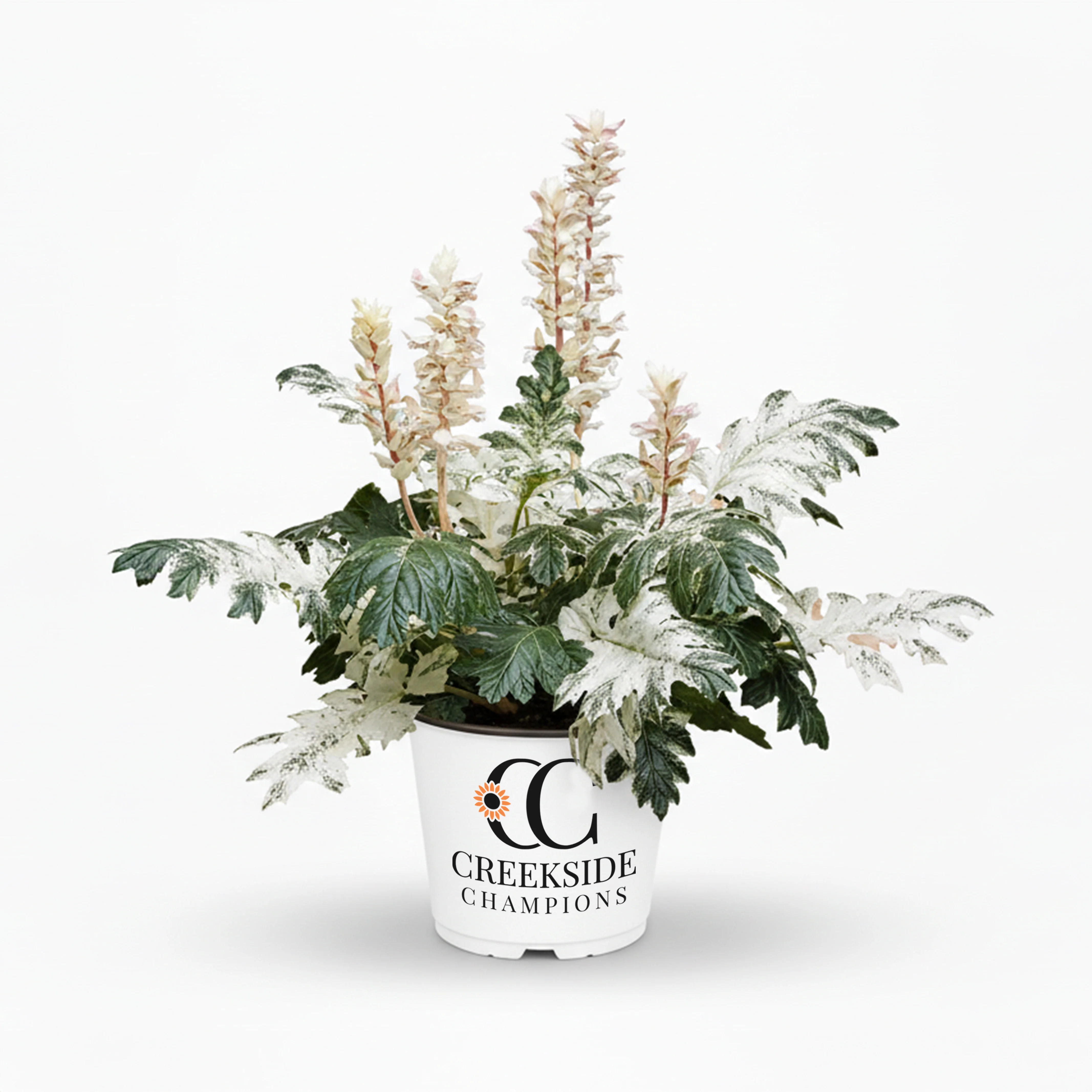 ‘Whitewater’ Acanthus | Creekside Champions™