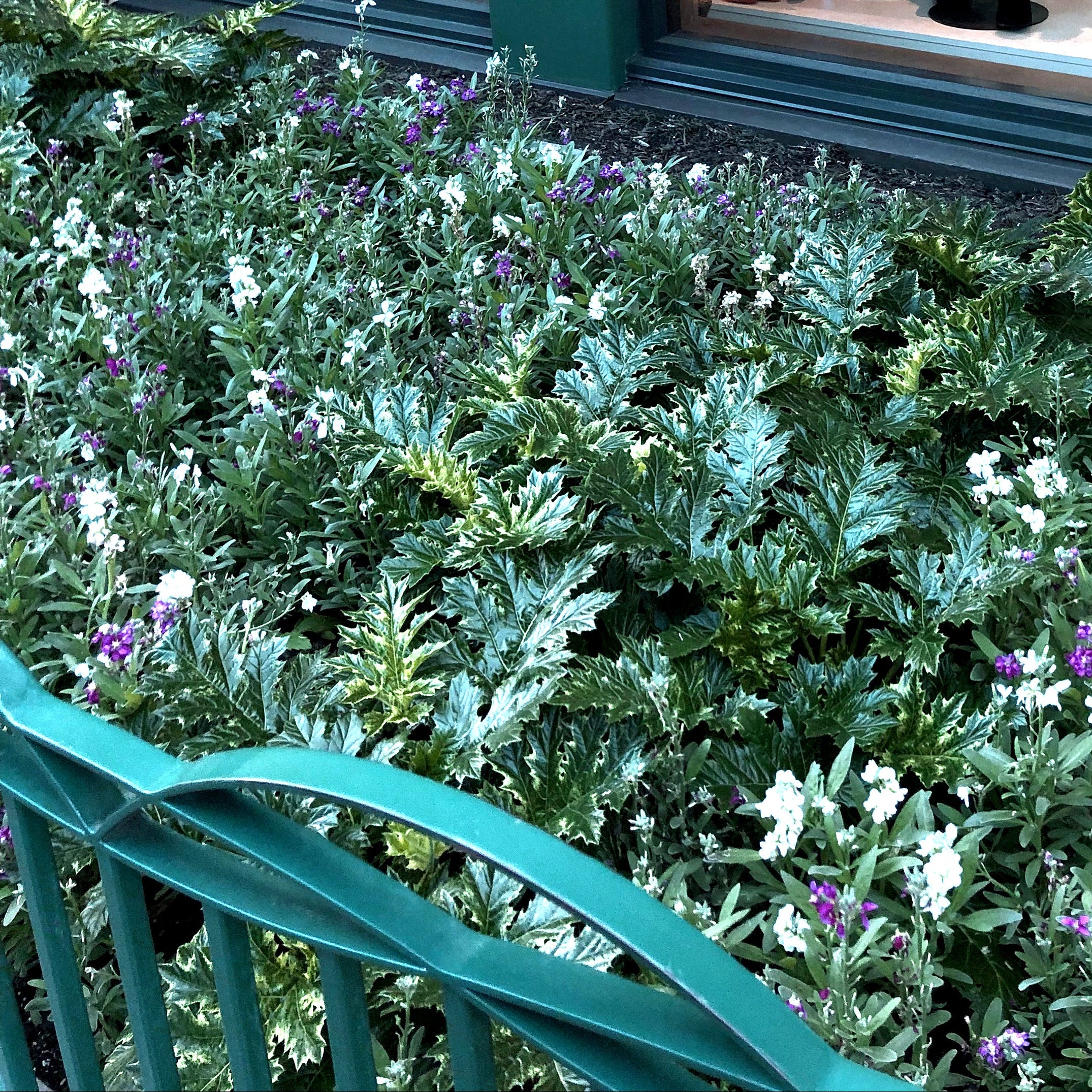 ‘Whitewater’ Acanthus | Creekside Champions™ - Image 10