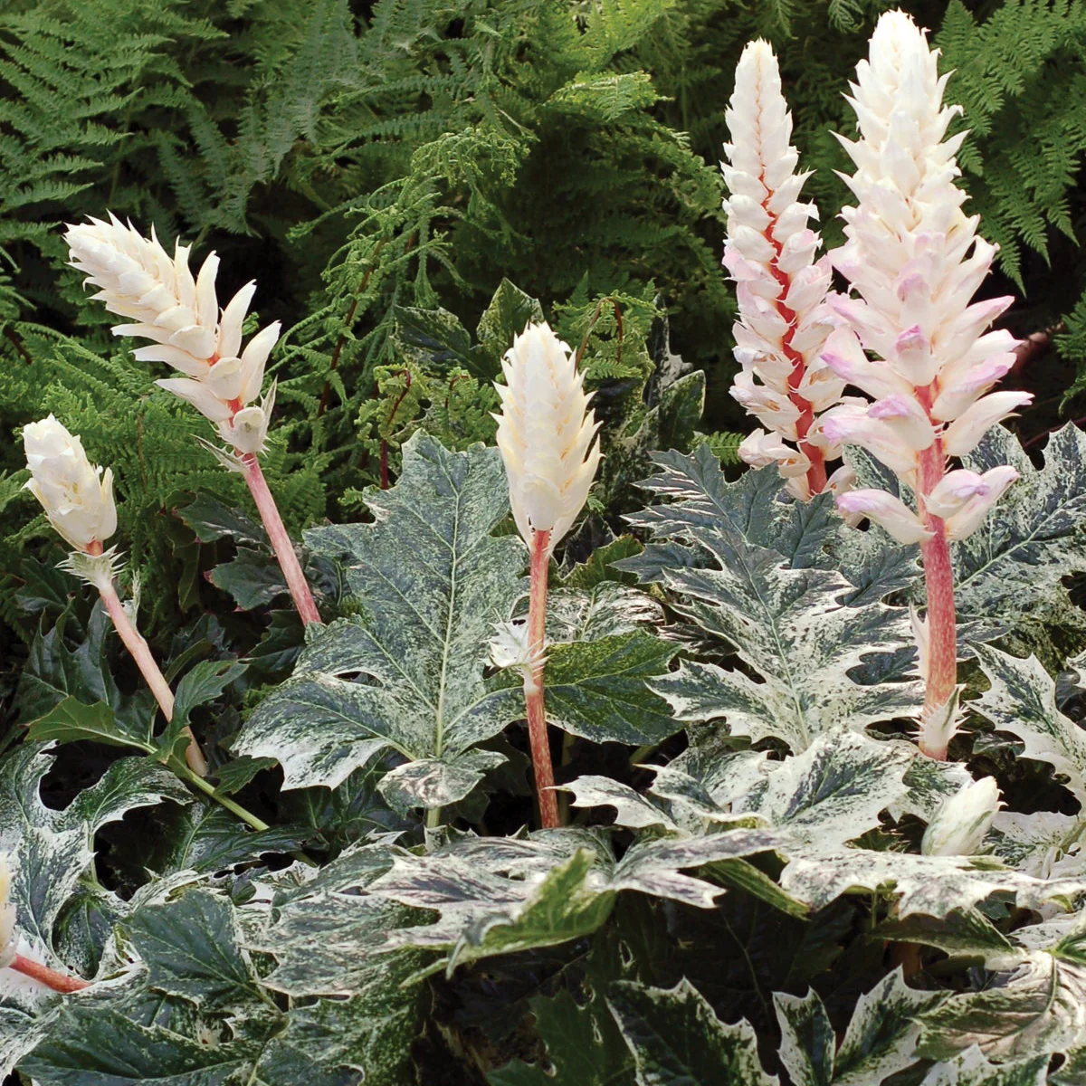 ‘Whitewater’ Acanthus | Creekside Champions™ - Image 2