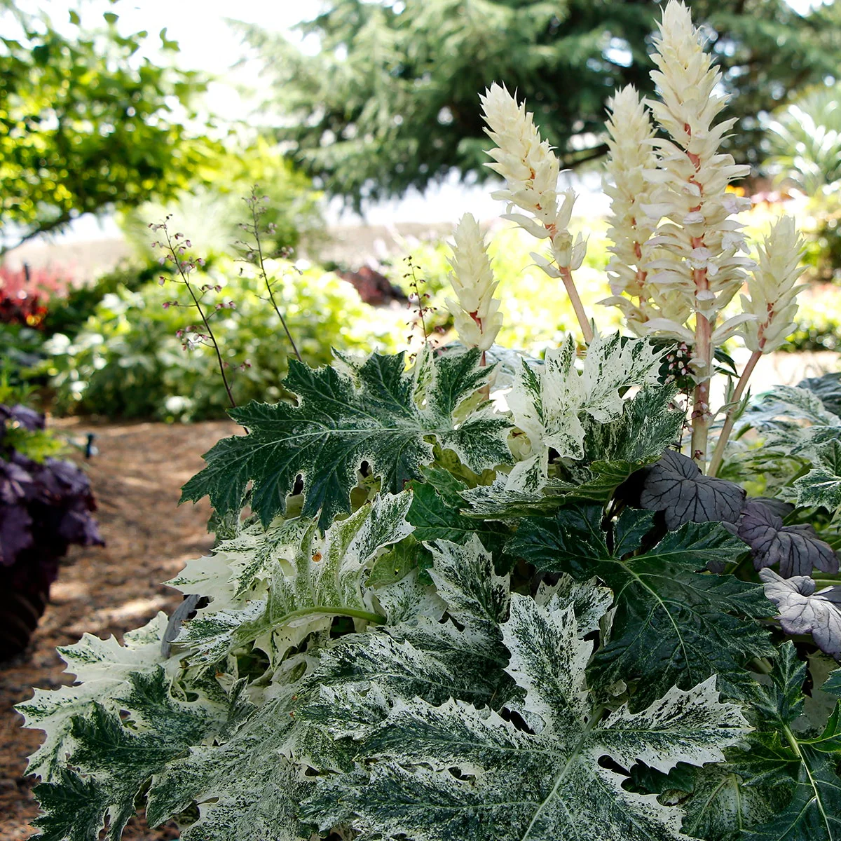 ‘Whitewater’ Acanthus | Creekside Champions™ - Image 3