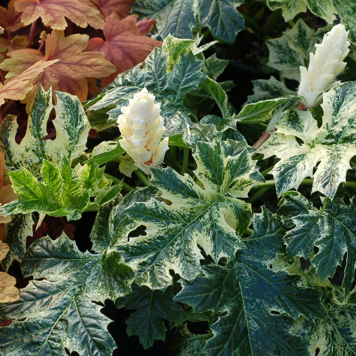 ‘Whitewater’ Acanthus | Creekside Champions™ - Image 4