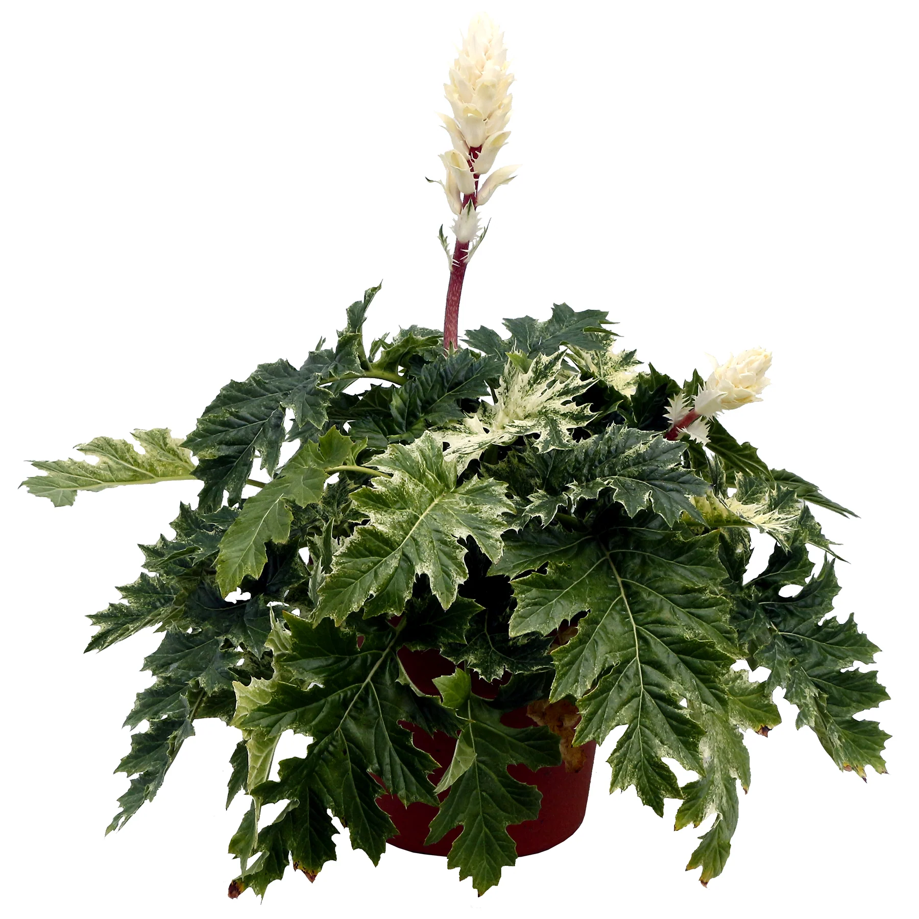 ‘Whitewater’ Acanthus | Creekside Champions™ - Image 5