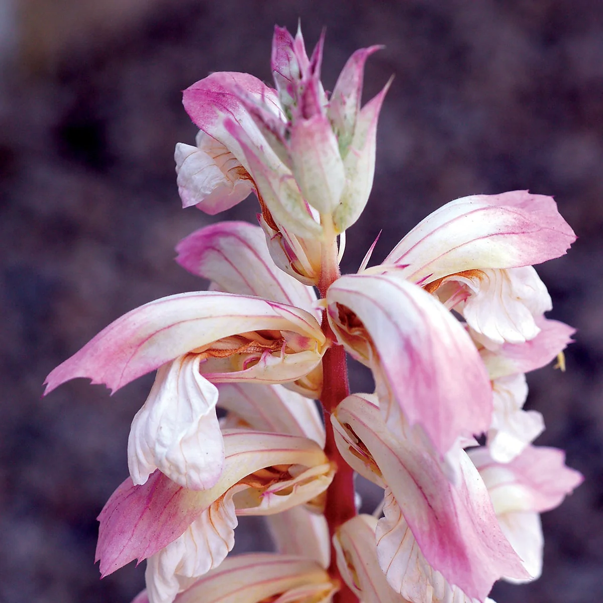 ‘Whitewater’ Acanthus | Creekside Champions™ - Image 6