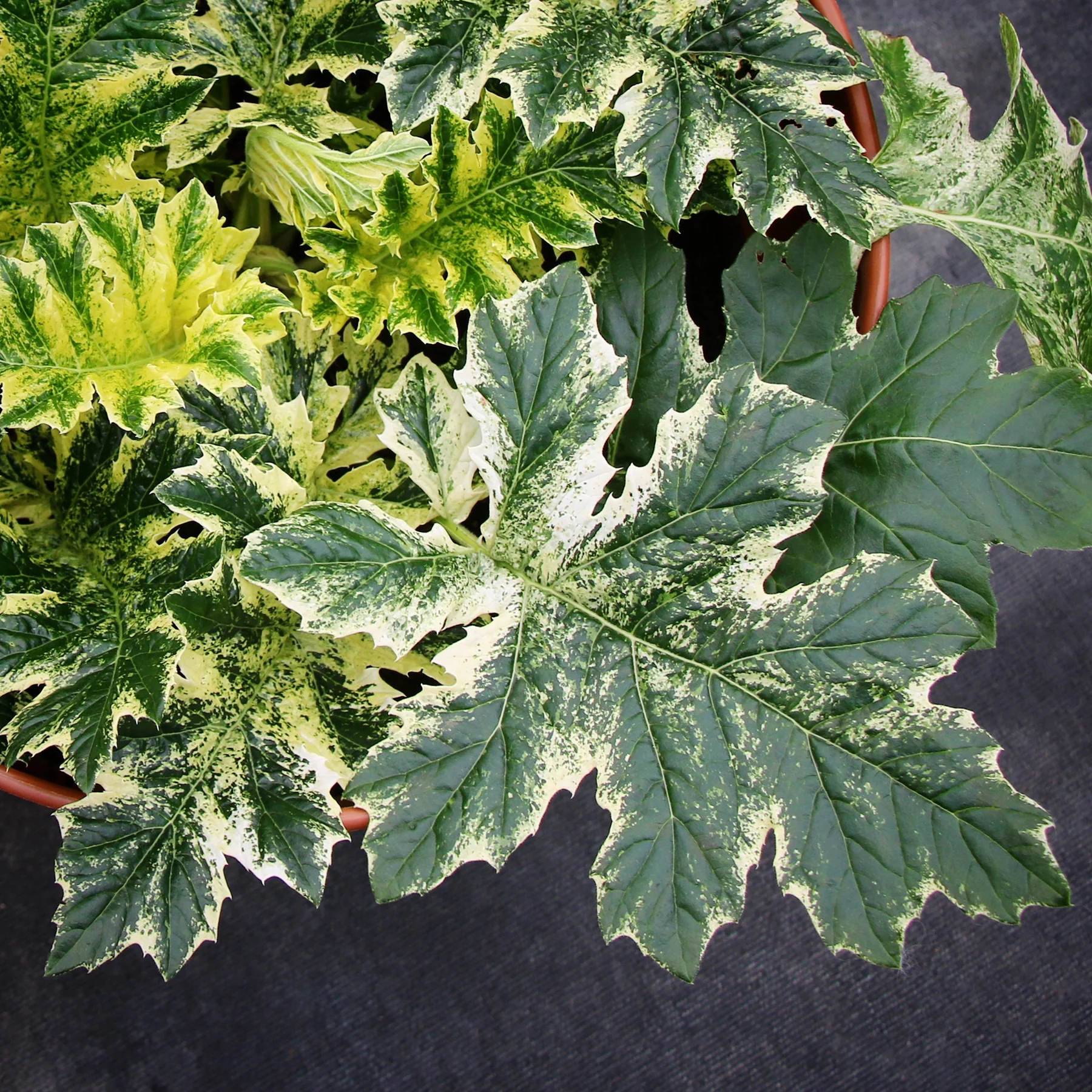 ‘Whitewater’ Acanthus | Creekside Champions™ - Image 7