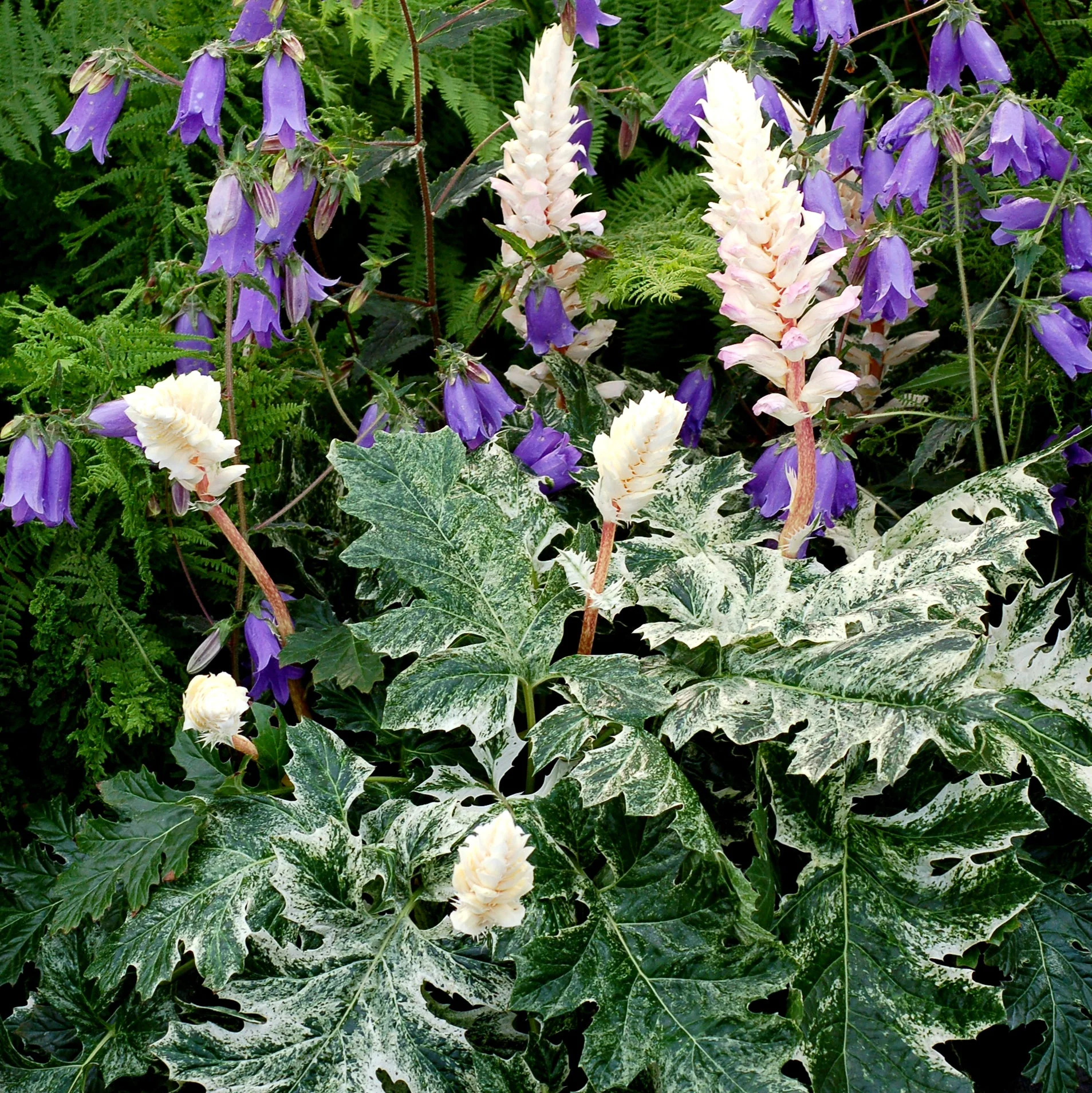 ‘Whitewater’ Acanthus | Creekside Champions™ - Image 8
