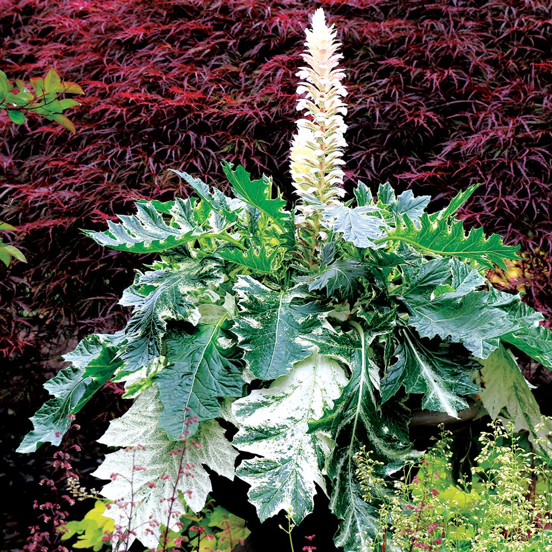 ‘Whitewater’ Acanthus | Creekside Champions™ - Image 9