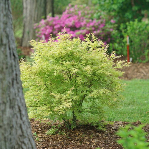 METAMORPHOSA™ Japanese Maple | Proven Winners®