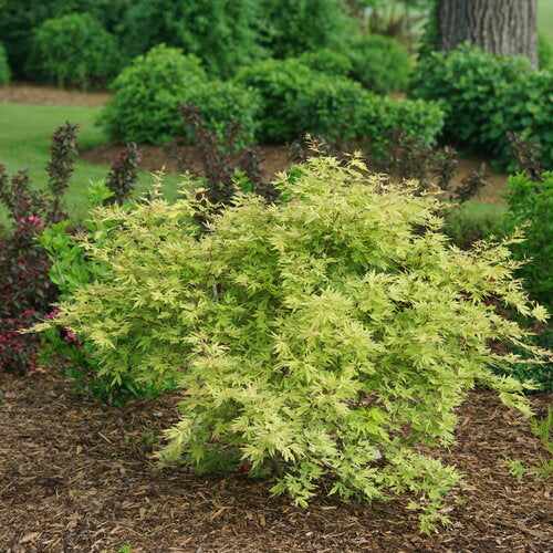METAMORPHOSA™ Japanese Maple | Proven Winners® - Image 3