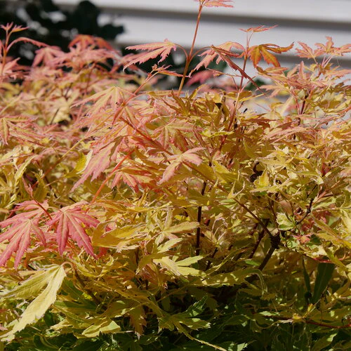 METAMORPHOSA™ Japanese Maple | Proven Winners® - Image 4