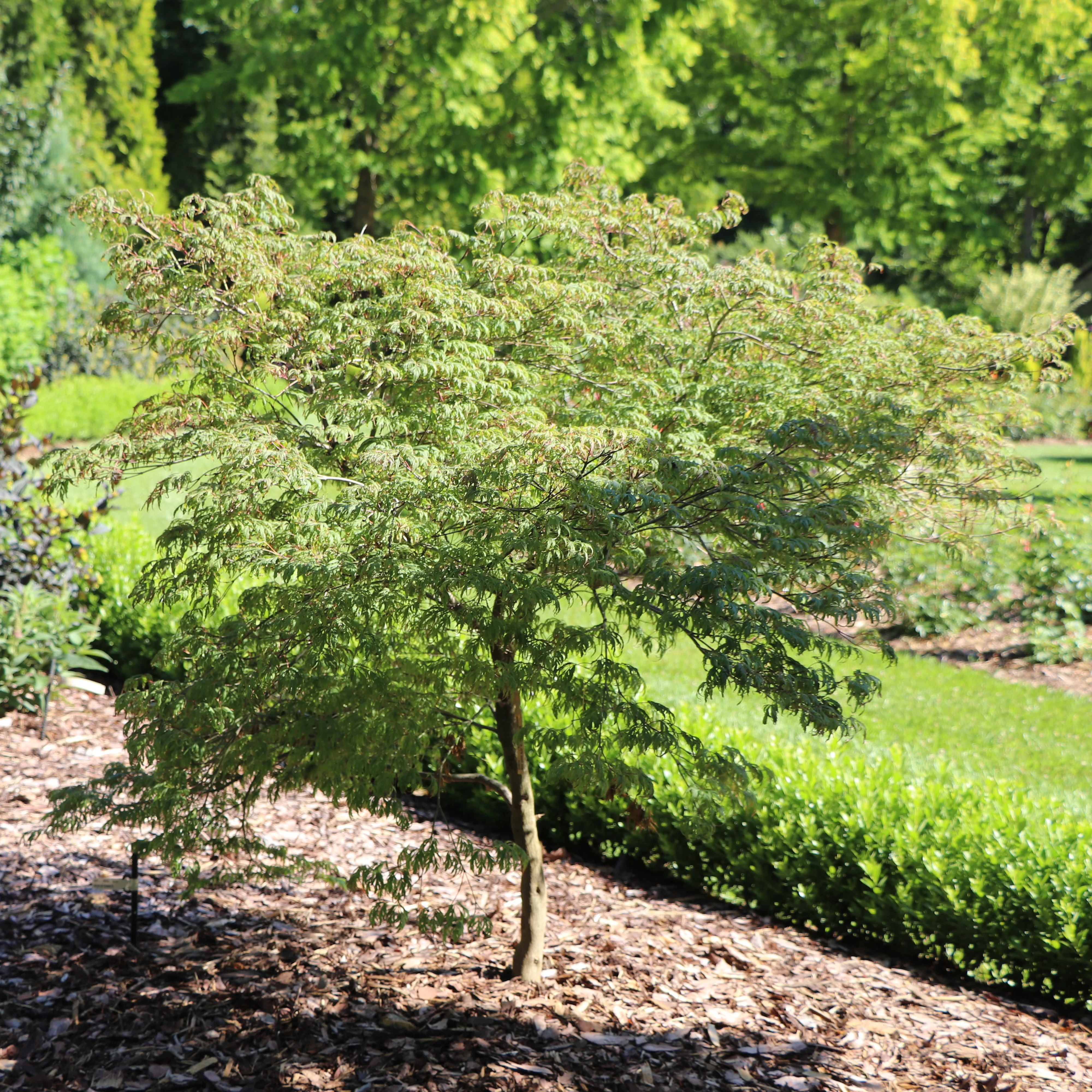 UNCOMMON THREAD™ Japanese Maple | Proven Winners®