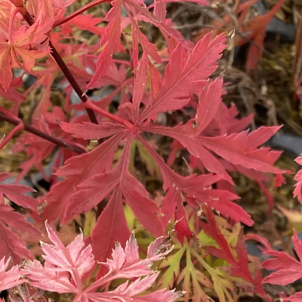 UNCOMMON THREAD™ Japanese Maple | Proven Winners® - Image 2