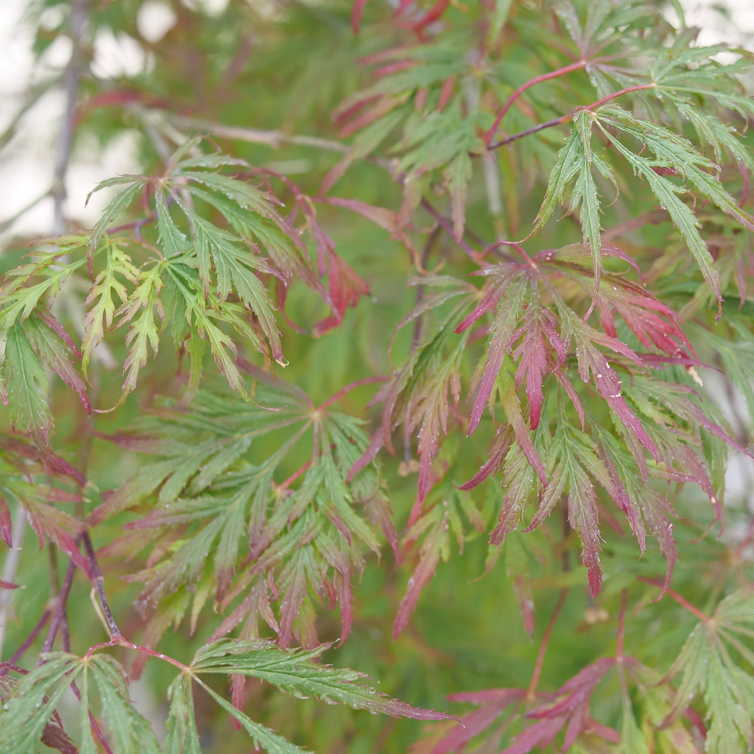 UNCOMMON THREAD™ Japanese Maple | Proven Winners® - Image 3