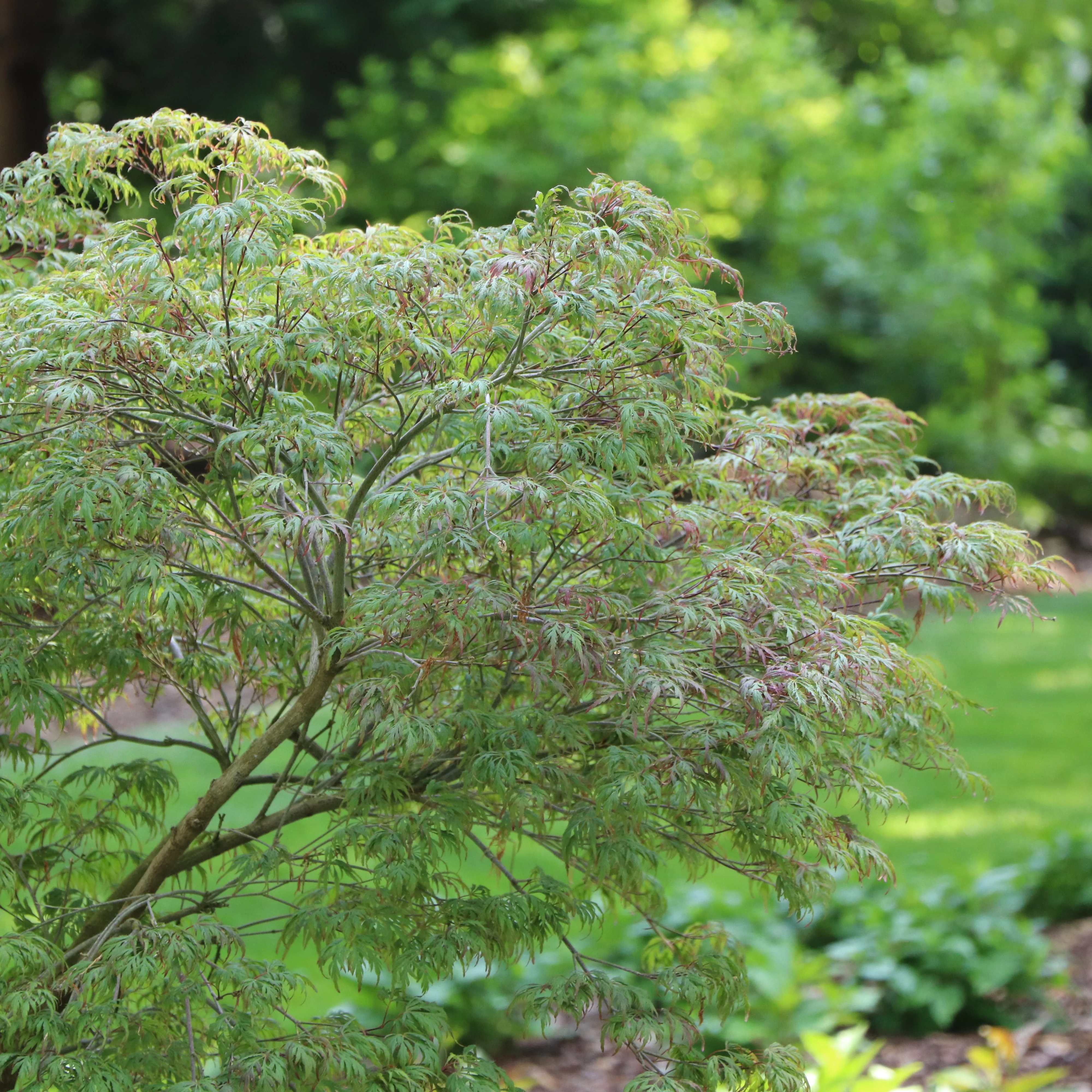 UNCOMMON THREAD™ Japanese Maple | Proven Winners® - Image 4