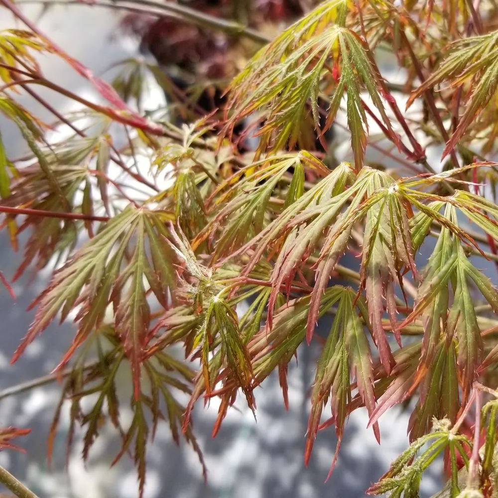 UNCOMMON THREAD™ Japanese Maple | Proven Winners® - Image 5