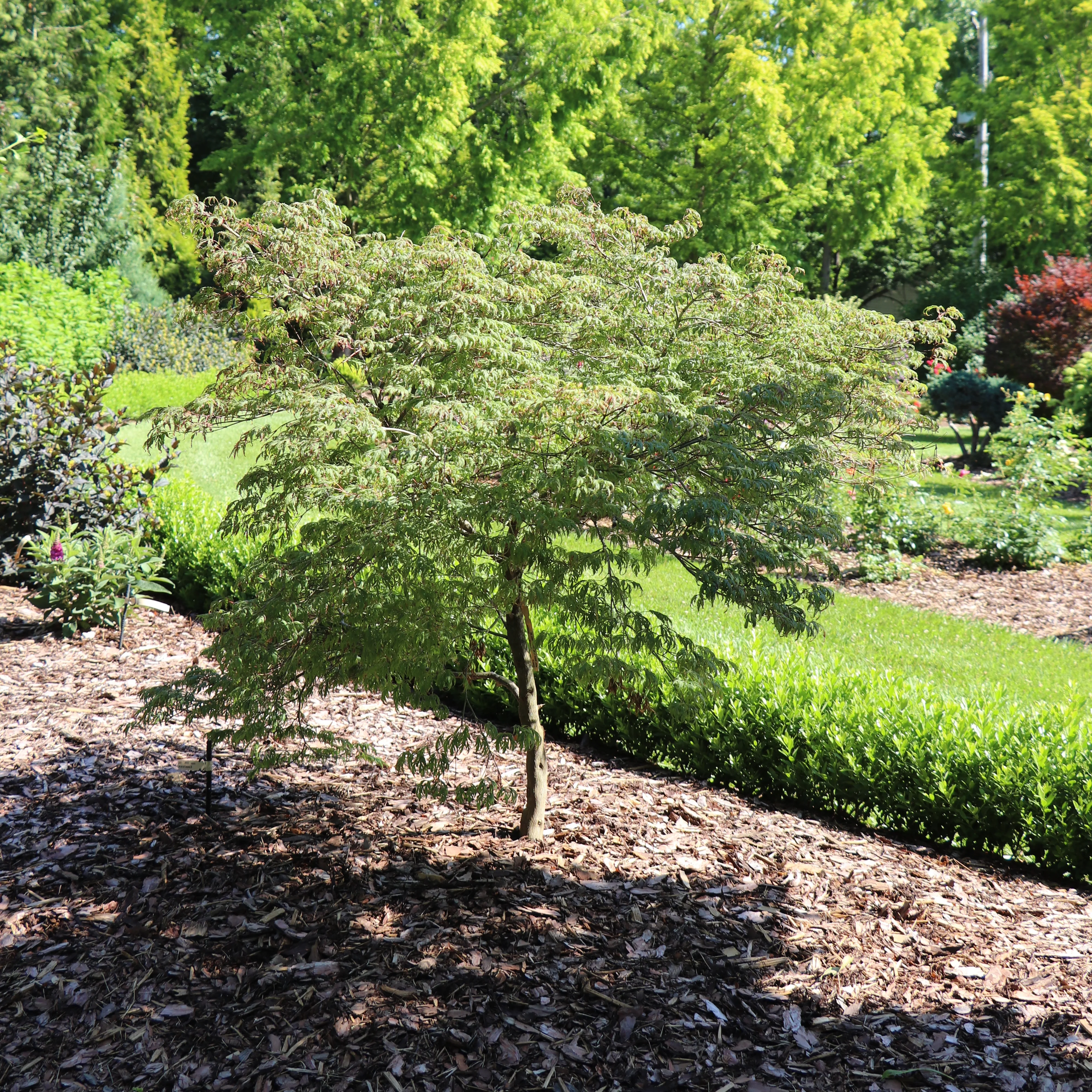 UNCOMMON THREAD™ Japanese Maple | Proven Winners® - Image 6