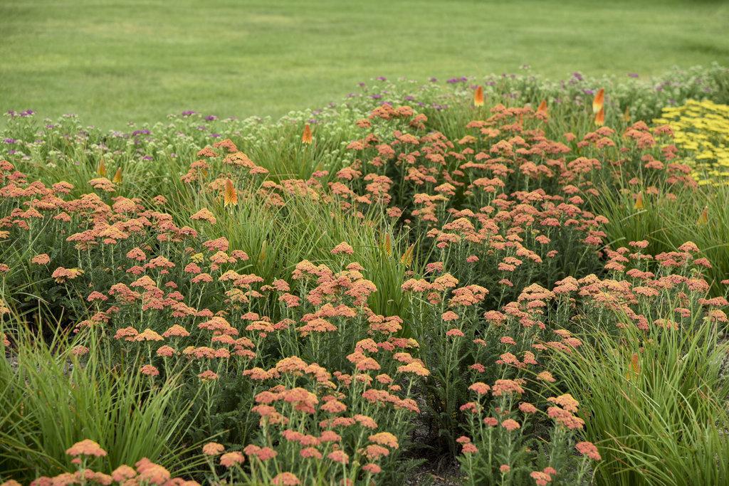 Achillea 'Firefly Peach Sky' - Image 3