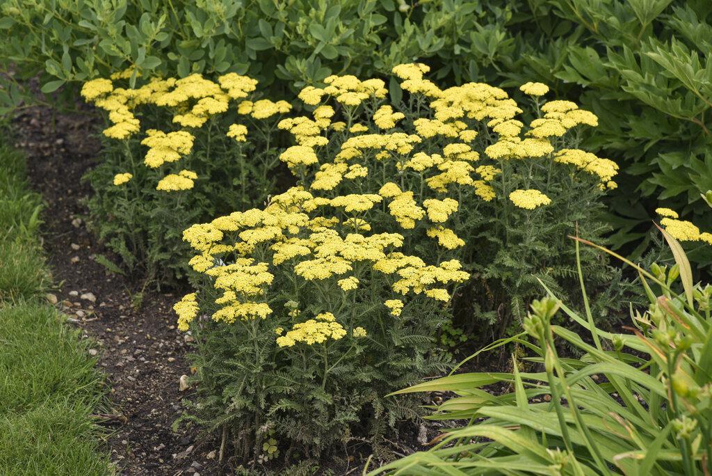 Achillea 'Firefly Sunshine' - Image 3