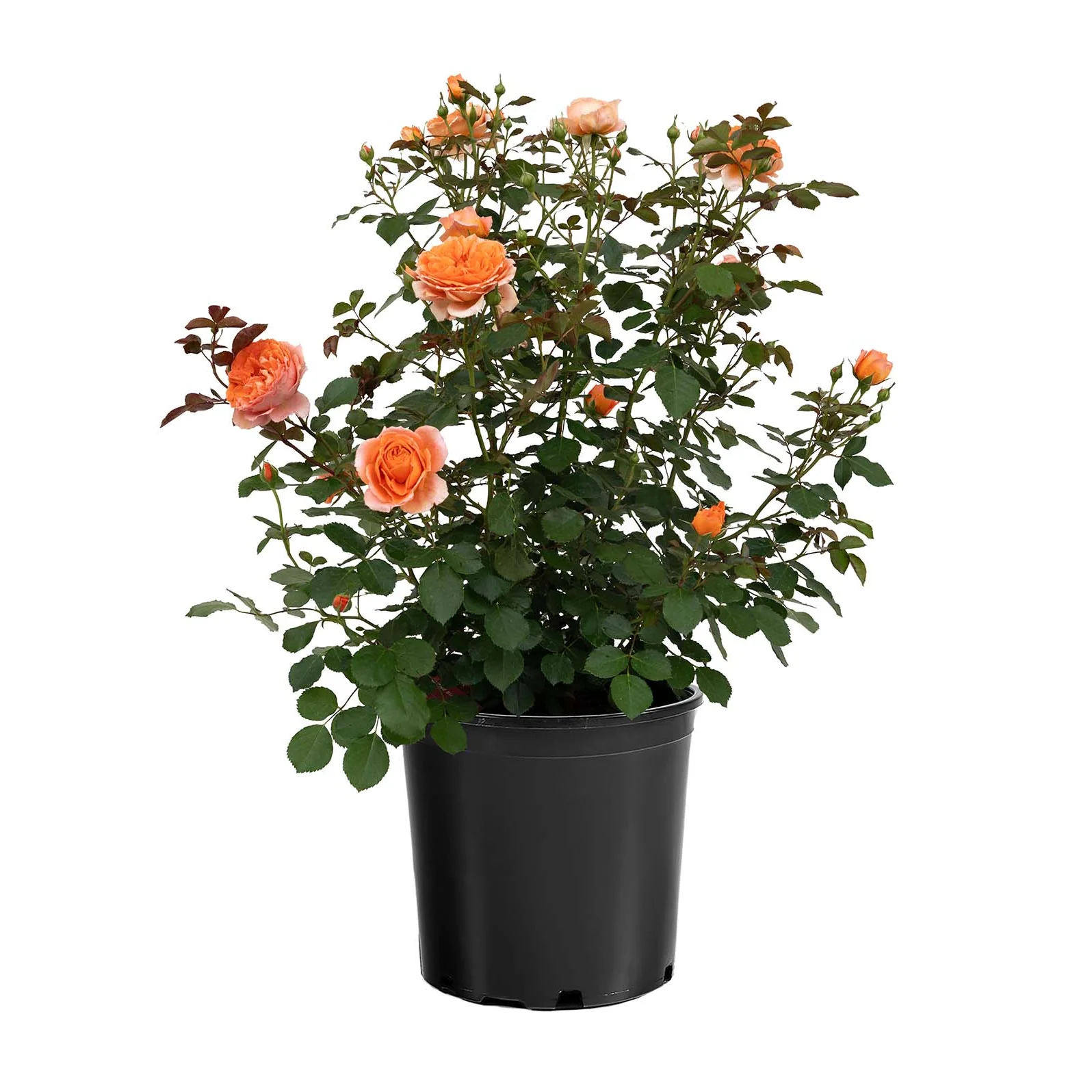 Adobe Sunrise™ Rose | Star® Roses - Image 3