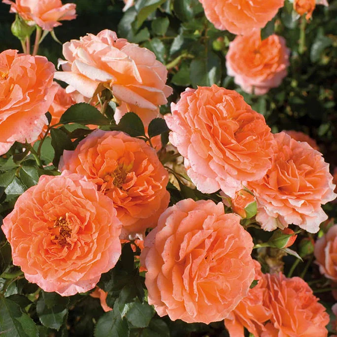 Adobe Sunrise™ Rose | Star® Roses - Image 4