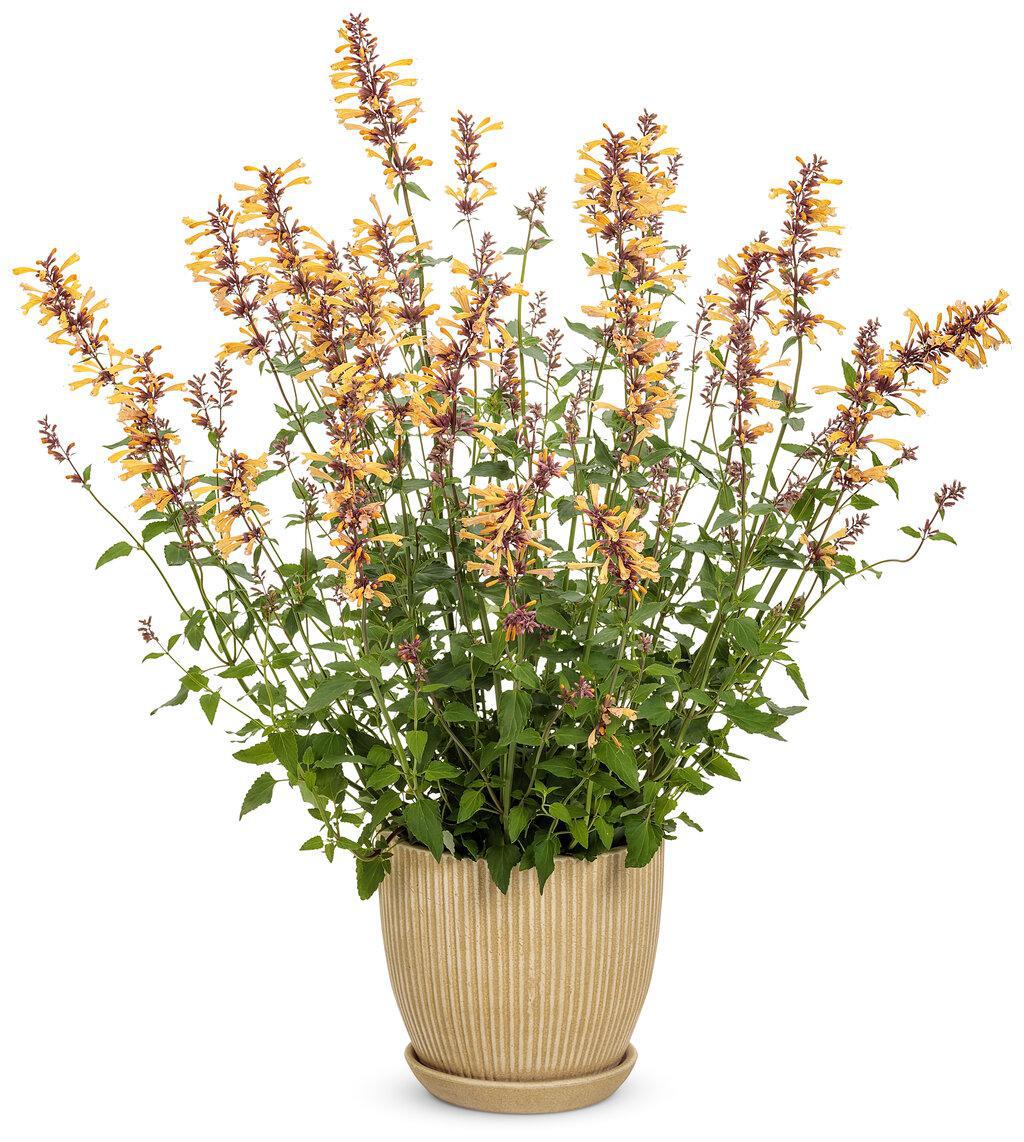 Agastache 'Queen Nectarine' - Image 3