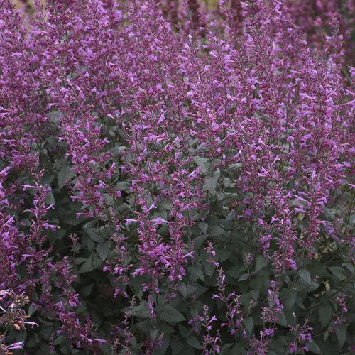 Agastache 'Royal Raspberry'