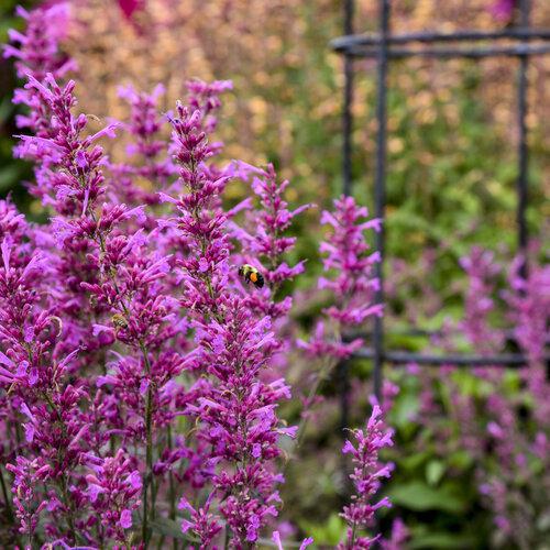 Agastache 'Royal Raspberry' - Image 2