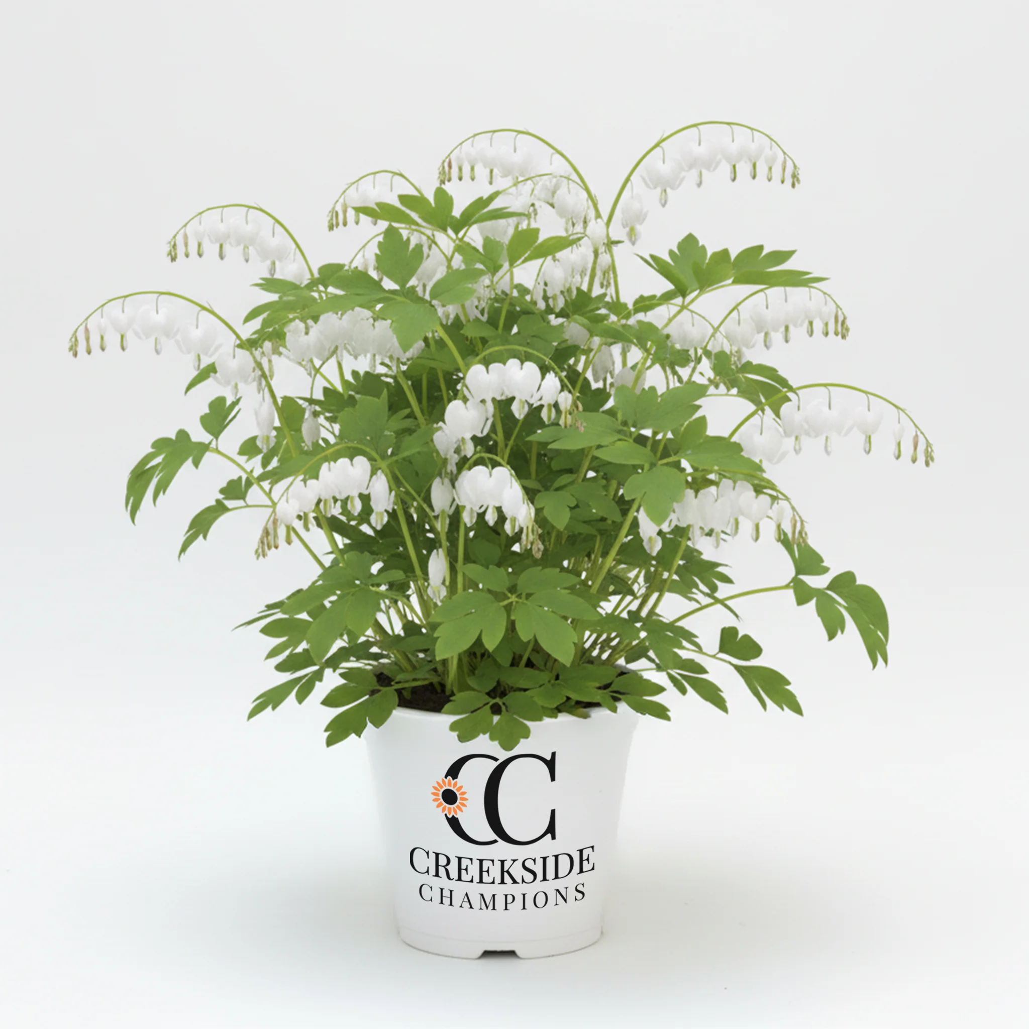 Alba' Dicentra | Creekside Champions™