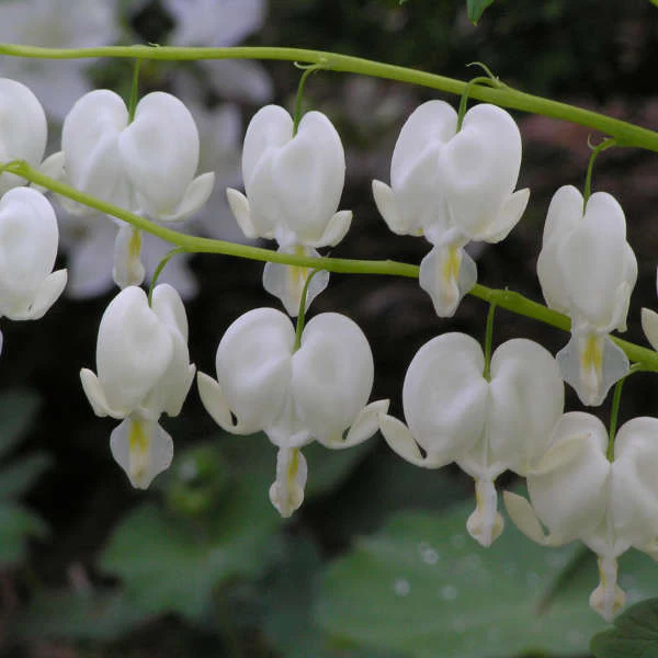 Alba' Dicentra | Creekside Champions™ - Image 2