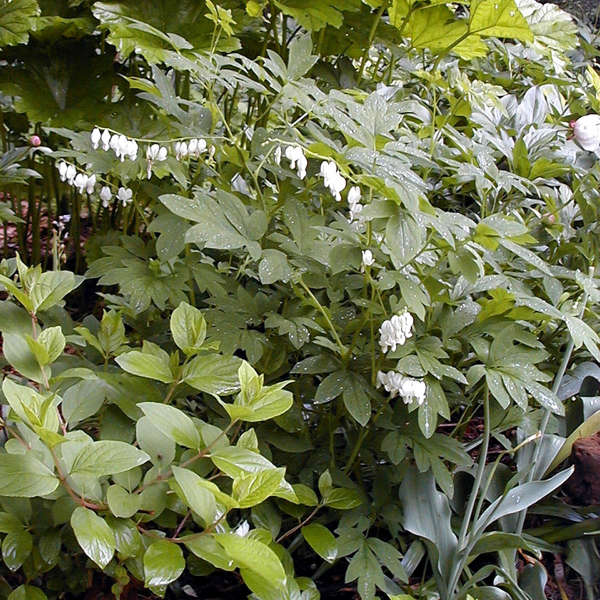Alba' Dicentra | Creekside Champions™ - Image 3
