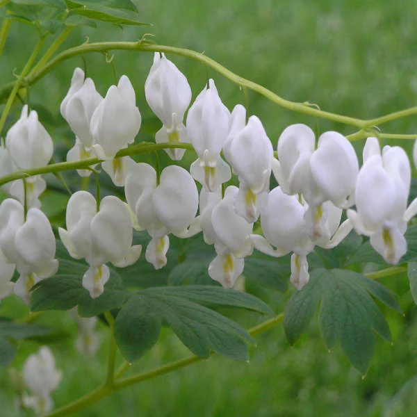 Alba' Dicentra | Creekside Champions™ - Image 4