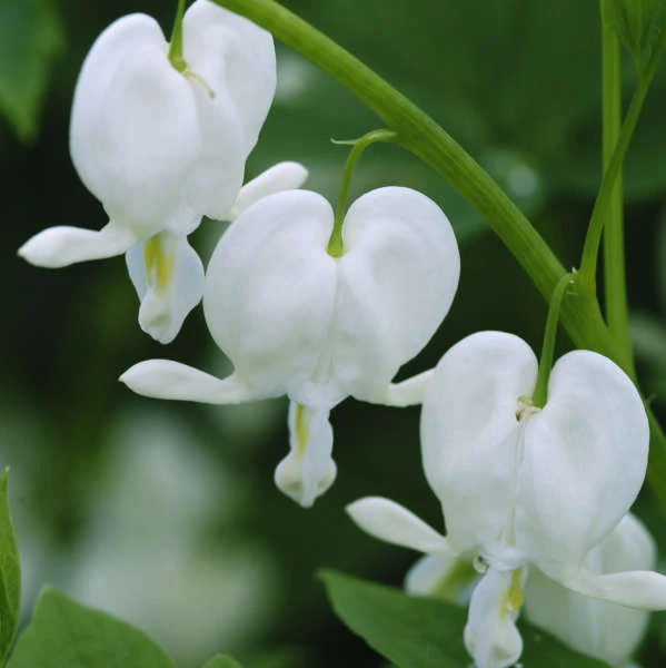 Alba' Dicentra | Creekside Champions™ - Image 5