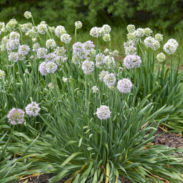 Allium 'Bobblehead' | Proven Winners®