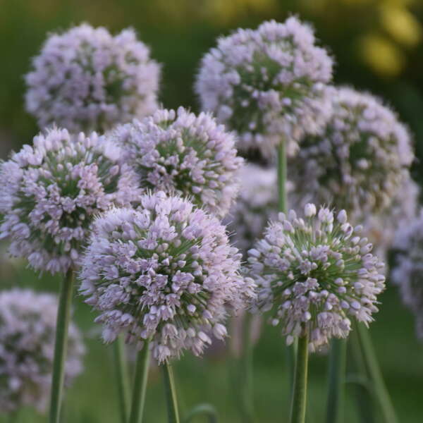 Allium 'Bobblehead' | Proven Winners® - Image 2