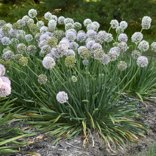 Allium 'Bobblehead' | Proven Winners® - Image 3