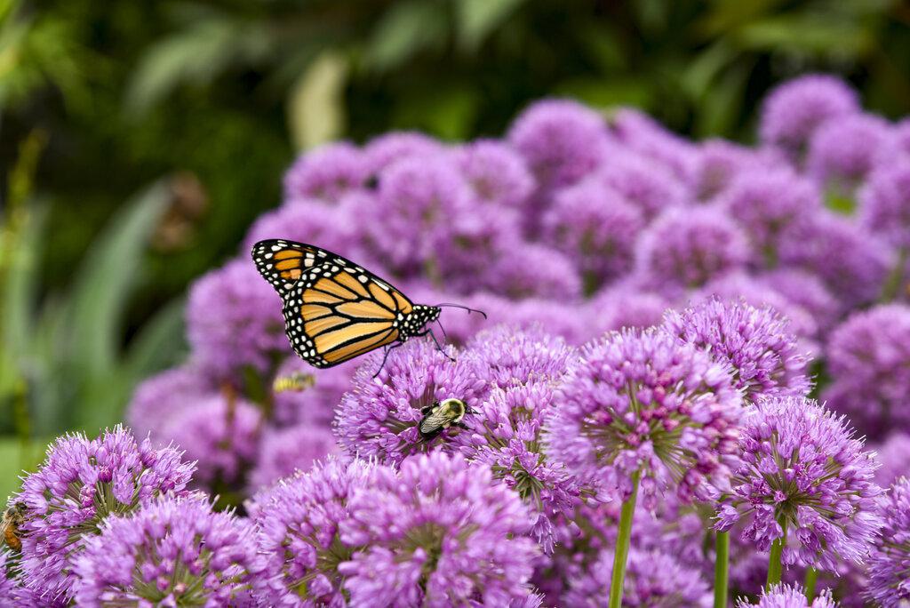 Allium 'Serendipity' - Image 3
