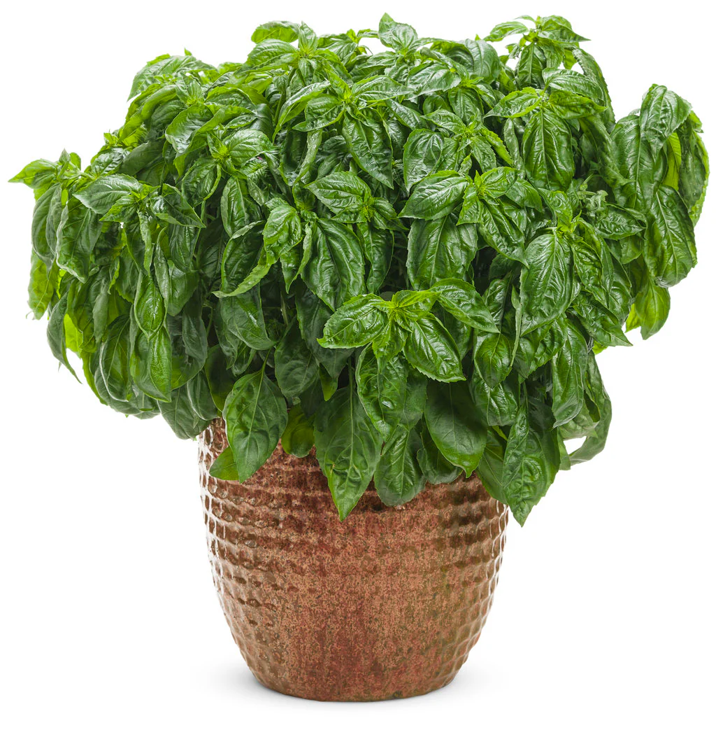 Amazel Basil® - Image 2
