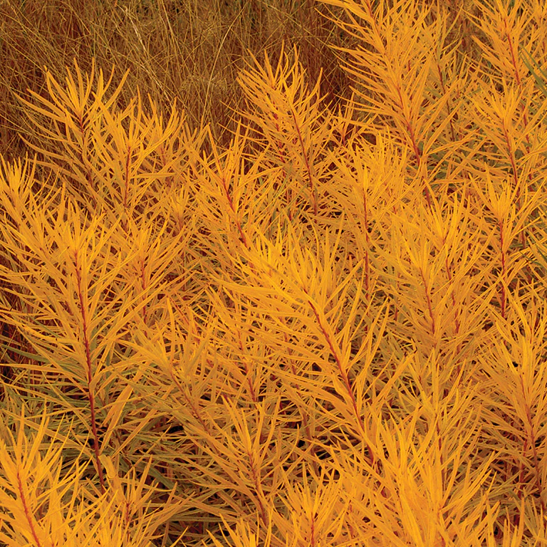 Amsonia Butterscotch
