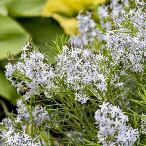 Amsonia 'String Theory' - Image 2