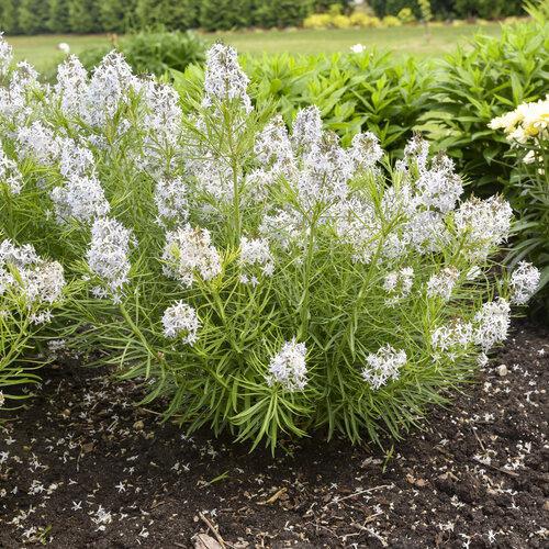 Amsonia 'String Theory' - Image 3