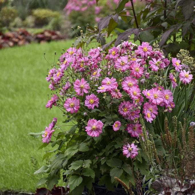 Anemone FALL IN LOVE® 'Sweetly' - Image 3