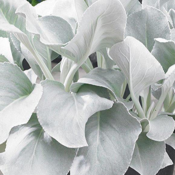 Angel Wings® Senecio | Creekside Champions™ - Image 3