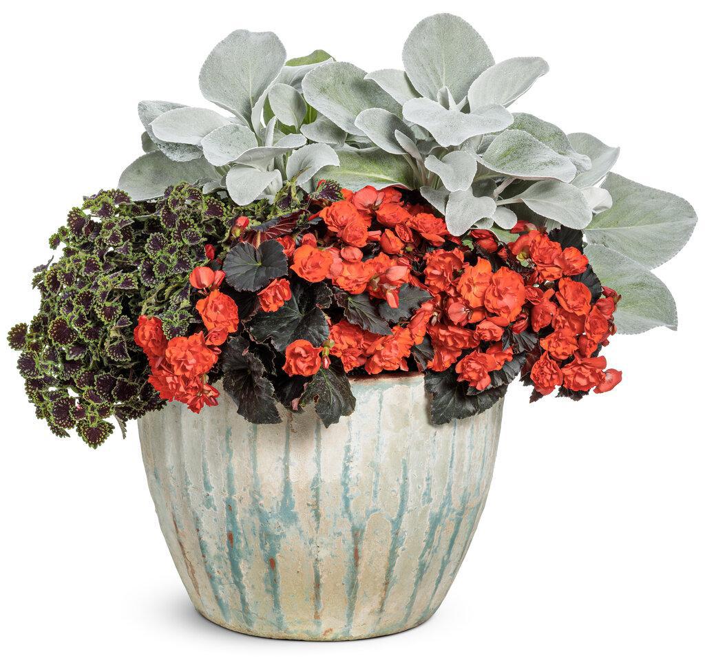 Angel Wings® Senecio - Image 3
